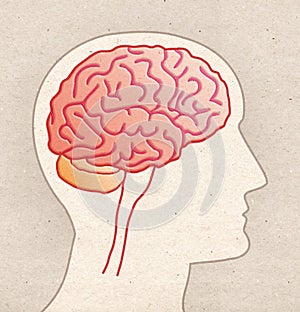 Human Anatomy drawing - Profile Head with BRAIN side view