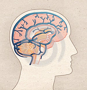 Human Anatomy drawing - Profile Head with BRAIN Veins