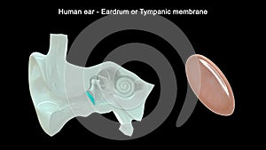 Human Ear - Inner Ear Parts - Eardrum photo