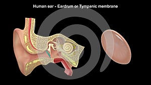Human Ear - Inner Ear Parts - Eardrum photo