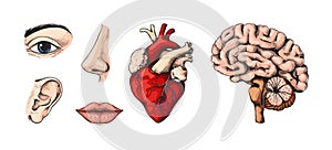 Human anatomy. Engraved ear and nose. Eye with brow. Brain and heart. Mouth lips. Medical hand drawn face and body