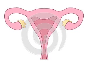 Human anatomy Female reproductive system