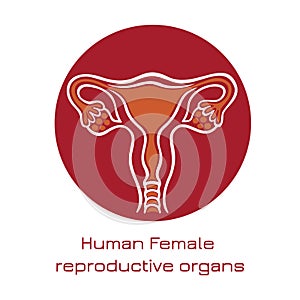 Human anatomy Female reproductive system, female reproductive organs. Organs location scheme uterus, cervix, ovary, fallopian tube