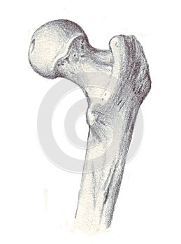 Human anatomy - femur, superior part photo