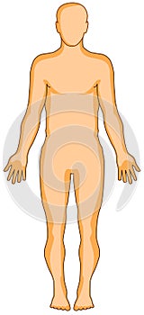 Human anatomy figure