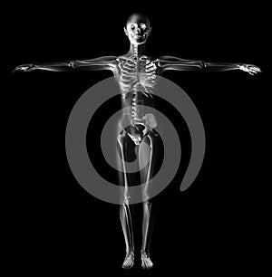 Human Anatomy Figure X-Ray Skeleton