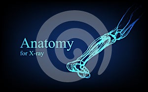 Human anatomy in front on x ray view. Anatomy human body connection, The Various Proportions Of Human foot and toes, educational