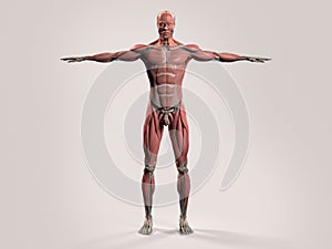 Human anatomy with front view of full body