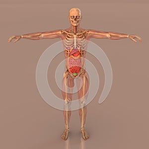 Human anatomy full body skeleton