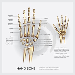 Human Anatomy Hand Bone
