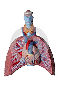 Human anatomy heart and lungs plastic model isolated on white background. Healthcare and Medical concept