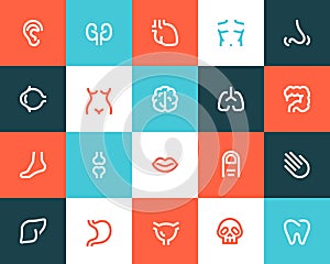 Human anatomy icons. Flat style