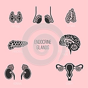 Endocrine Glands Image photo