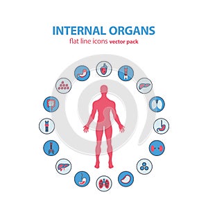 Human anatomy icons. Vector internal organs pictogram set.