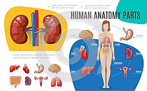 Human Anatomy Infographic Template