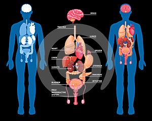 Human Anatomy Internal Organs Layout