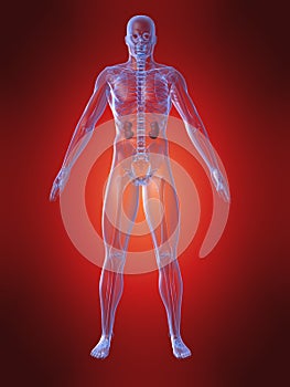 Human anatomy with kidney
