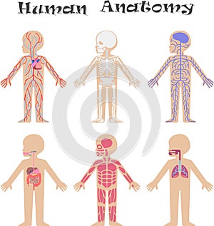 Human anatomy for kids