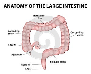 Human Anatomy. Large Intestine