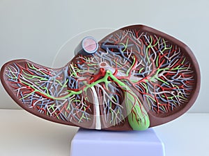 Human anatomy liver model. Structure and function of liver and disease closeup