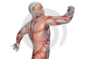 Human Anatomy - Male Muscles. 3D illustration.