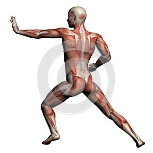 Human Anatomy - Male Muscles