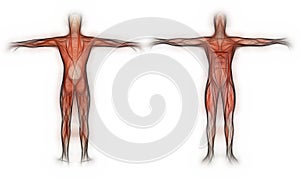 Human Anatomy - Male Muscles