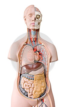 Human anatomy mannequin