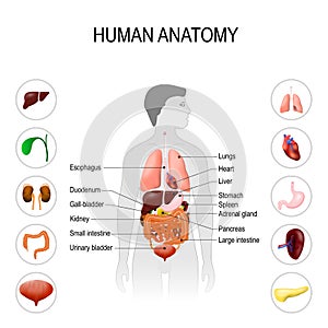 Human anatomy. Medical poster photo