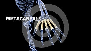 Metacarpals Bones of Human Hand photo