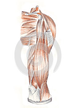Human anatomy, muscles of the back shoulder