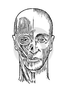 Human anatomy. Muscular and bone system of the head. Medical Vector illustration for science, medicine and biology. Male