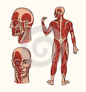 Human anatomy. Muscular and bone system of the head. Medical Vector illustration for science, medicine and biology. Male