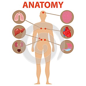 Human anatomy, human organs. The brain, heart, stomach, lungs, liver, kidneys