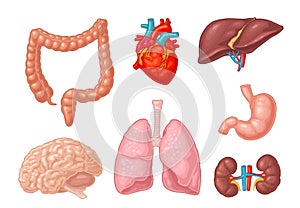 Human anatomy organs. Brain, kidney, heart, liver, stomach. Vector flat icon