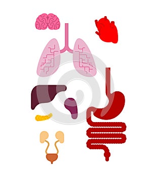 Human anatomy organs Internal set. Heart and brain. Liver and st