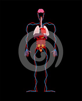 Human anatomy organs Internal. Systems of man body and organs. m