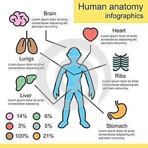 Human anatomy outline infographics