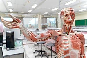 Human anatomy and physiology model in the laboratory