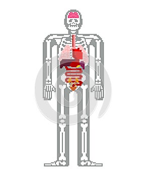 Human anatomy pixel art. 8bit Internal organs and skeleton. Pixelate 16bit. Old game computer graphics style photo