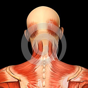 Human anatomy posterior head muscles