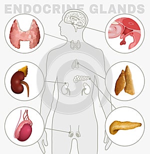 Endocrine Glands Image photo