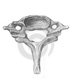 Human anatomy - seventh cervical vertebra