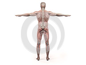 Human anatomy showing back full body, head, shoulders and torso