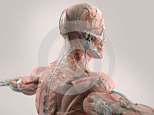 Human anatomy showing face, head, shoulders and back.