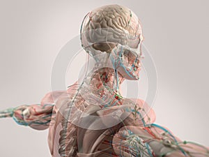 Human anatomy showing face, head, shoulders and back