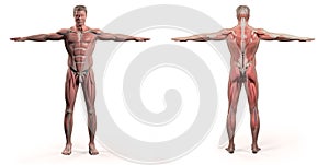 Human anatomy showing front and back full body.