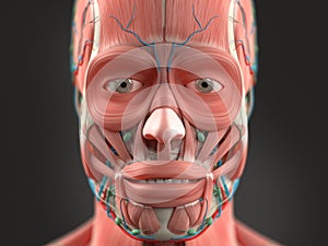 Human anatomy showing head, nose, face.