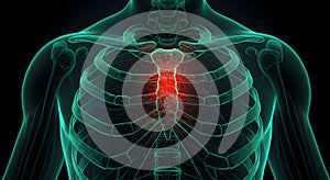 Human Anatomy Sternum Visualization: Detailed 3D Model of Rib Cage and Breastbone with Emphasis on Sternum Structure and Potential photo