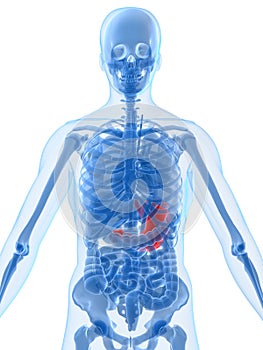 Human anatomy with stomach photo